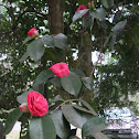 Japanese Camellia