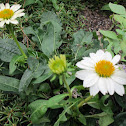 Pow wow white, coneflower