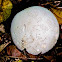 Puffball