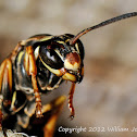 Bald-Faced Hornet