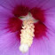 Rose of Sharon var. Purple