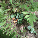 lobster mushroom