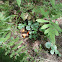 lobster mushroom