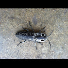 Eyed Click Beetle