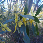 Sydney Golden Wattle