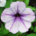 Petunia