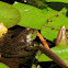 American Bullfrog