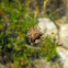 Orb-weaving spider