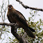 Whistling Kite