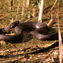 Northern watersnake