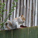Grey squirrel