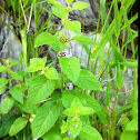 Water mint