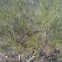 Palo Verde