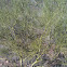 Palo Verde