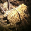 Common Toad