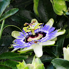 Passion Flower