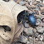 Blue fungus beetle