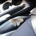 Eastern Tiger Swallowtail