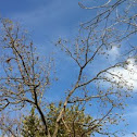 Black walnut