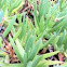 Ice plant