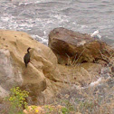 European Shag
