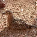 Spotted Thick-Knee