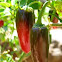 Jalapeno