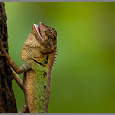 Reptiles of the World