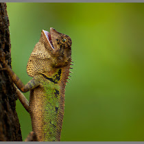 Reptiles of the World