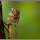 Reptiles of the World