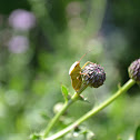 Rice Stink Bug