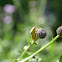 Rice Stink Bug