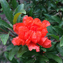石榴花