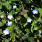 Forget-me-not