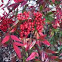 Nandina