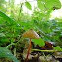Saffrondrop Bonnet/Prachtmycena