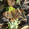 Common Buckeye