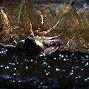Crab