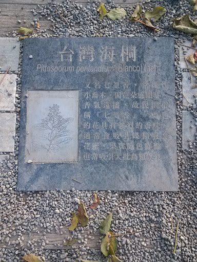 臺灣海桐