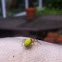cucumber spider