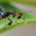 Leaf footed bug nimph
