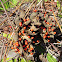 Rosary Pea