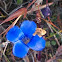 Smaller Fringed Gentian