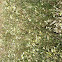 Daisy Fleabane