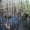 Cypress Pool