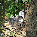 Blue Jay