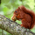 Red Squirrel
