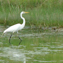 Great Egret