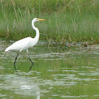Great Egret