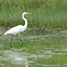 Great Egret